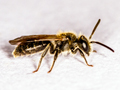 Andrena subopaca